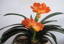 君子兰发蔫怎么办？