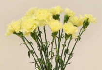 黄康乃馨代表什么意思