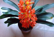 君子兰可以淋雨水吗？