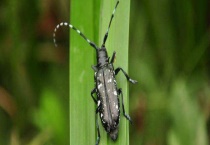 光肩星天牛防治多久？