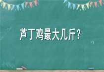 芦丁鸡最大几斤