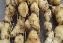 黄精产地在哪里 附黄精的形态特征