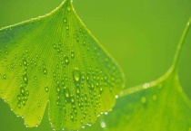 银杏叶子像什么样子