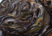 泥鳅喜欢吃什么蔬菜