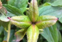 芍药叶子卷是什么原因？