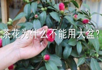 茶花为什么不能用大盆？