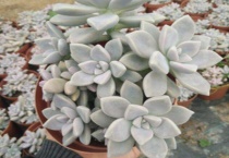 多肉植物幽灵公主怎么养