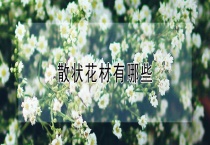 散状花材有哪些？