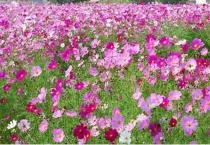 波斯菊发芽后如何管理