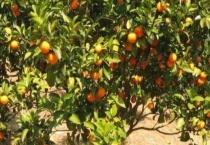 桔子树多久开始发芽