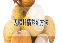 龙眼扦插繁殖多久？