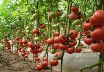 西红柿掐尖多久？