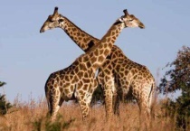 长颈鹿生活在草原还是森林