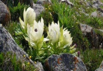 雪莲花常见的食用方法 具体怎么制作