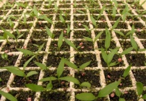 辣椒出苗后如何管理