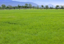 草什么时候停止生长