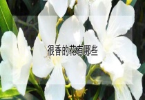 很香的花有哪些？