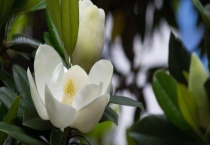 广玉兰什么时候开花？花语是什么？