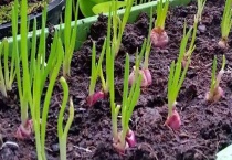 栽葱正确多久？