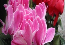 仙鹤来花有毒吗？