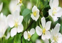 茉莉花扦插繁殖方法 附扦插时间