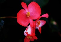 玻璃海棠爆盆多久？