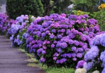 秀球花什么时候抜插合适