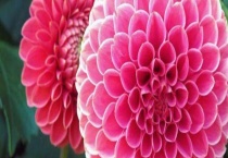 大丽花和西番莲的区别？