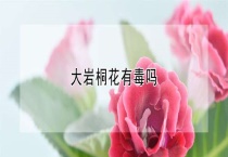 大岩桐花有毒吗？