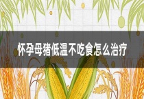 怀孕母猪低温不吃食怎么治疗