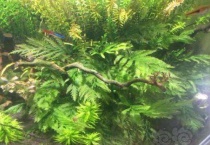 红荷根水草的养殖多久？