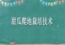 甜瓜爬地栽培技术