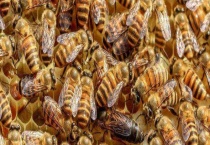 意蜂什么时候开始秋繁 要注意及时换王