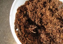 蚯蚓土可以直接种花吗？