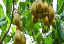 猕猴桃栽培技术要点