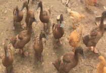 养鸡好还是养鸭好 各有优势