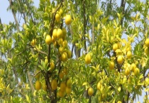 柚子树嫁接技术 详细介绍