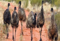 鸸鹋和鸵鸟有什么不同 从原产地、外形等方面来区分