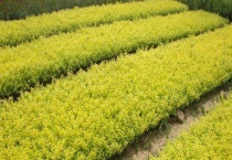 金叶女贞是落叶还是常绿植物 金叶女贞和金森女贞有什么区别？？