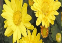 菊花黑斑病怎么办以及防治方法 附菊花黑斑病病因