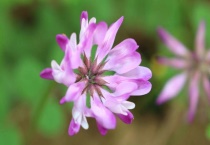 小冠花有毒吗？