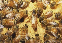 雄蜂和工蜂的区别？