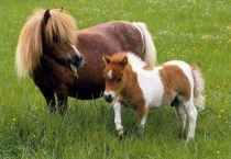 小矮马可以家养吗？