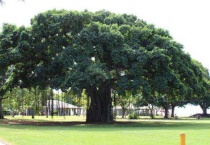 榕树是什么颜色的