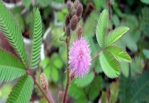 含羞草的特点是什么？含羞草的花语是什么？