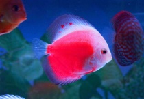 七彩鱼发黑怎么办？