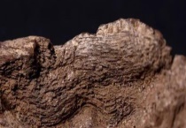 沉香与檀香的区别？