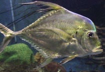 辐鳍鱼纲有哪些？