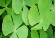 四叶草标本制作方法 制作四叶草标本的材料有哪些？