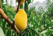 黄金油桃和黄桃一样吗？